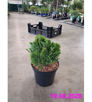 Thuja occ. 'Danica' C 2,5 L